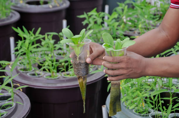 vegetables in a cup for farming with an aquaponic system
