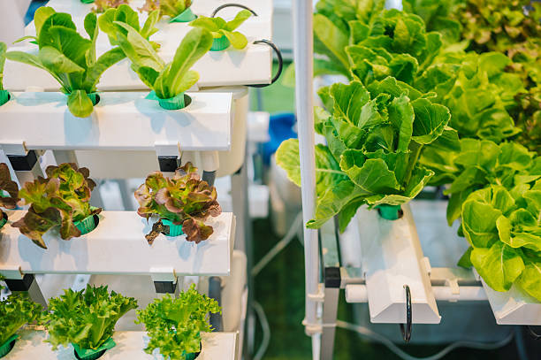 hydroponic farming system growing fresh leafy greens in vertical racks, suitable for illustrating modern agriculture, healthy organic food production, smart farming, and urban gardening solutions.