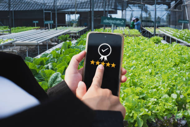 Farmers in hydroponics vegetable farm under farm control system with smartphone.