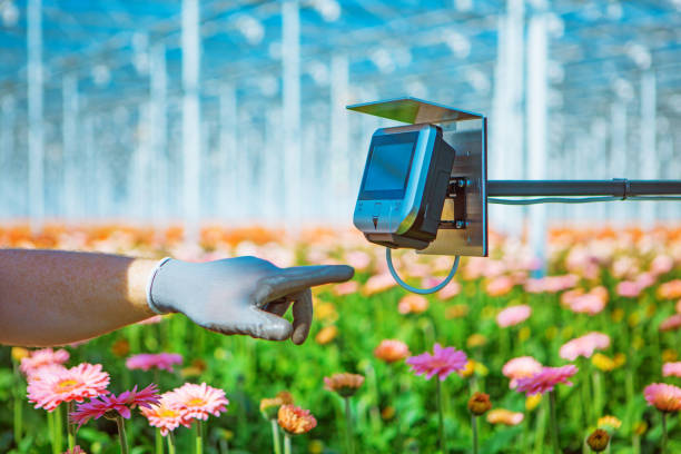 A Gerbera Flower Greenhouse in Holland